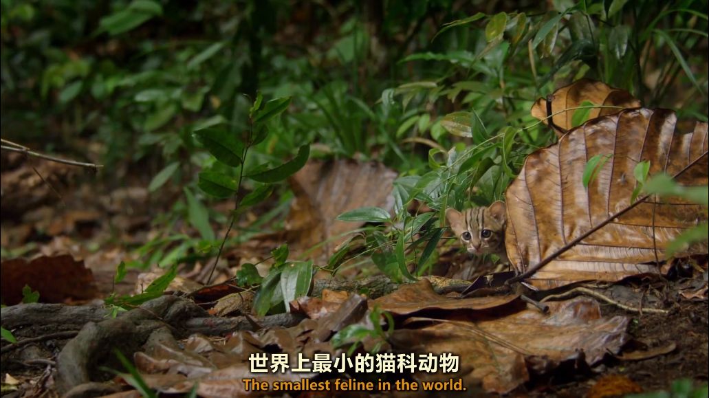 优设网app影视剪辑教程_优设网视频剪辑教程免费_优设网视频剪辑教程